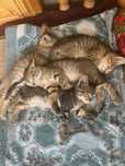 Котята в добрые руки / Хадия мехрли кулларга