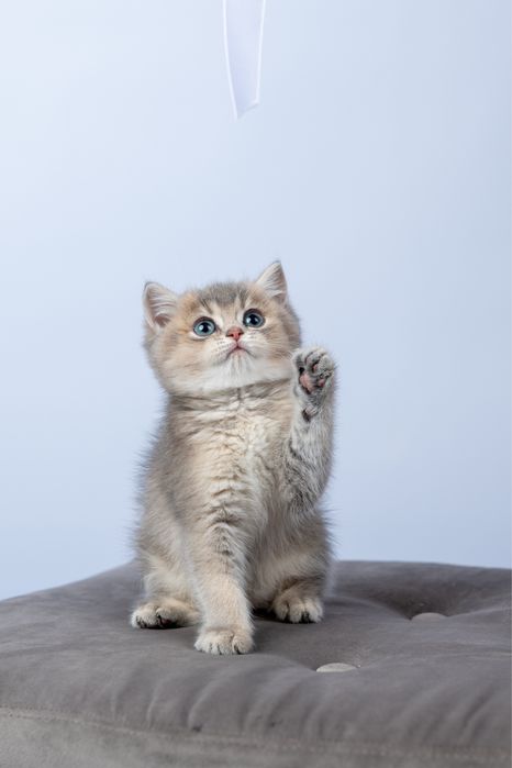 British shorthair rasa pura