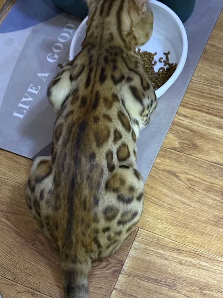 Bengalski mishuk sotiladi, jinsi erkak