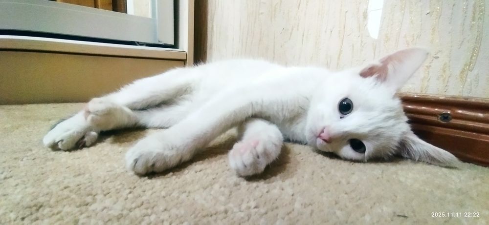 Котенок ищет хозяина. Срочно