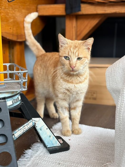 Красиво оранжево женско коте търси дом