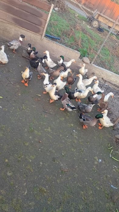 Rațe de vânzare preț în privat