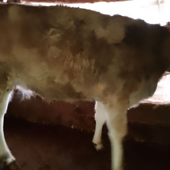 Shved sigirlar 32 mln