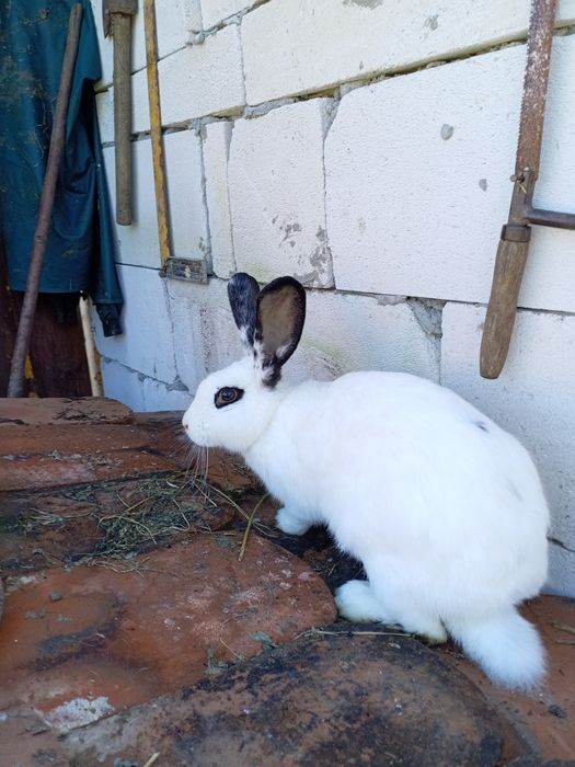 De vânzare iepuroaica de 10 luni
