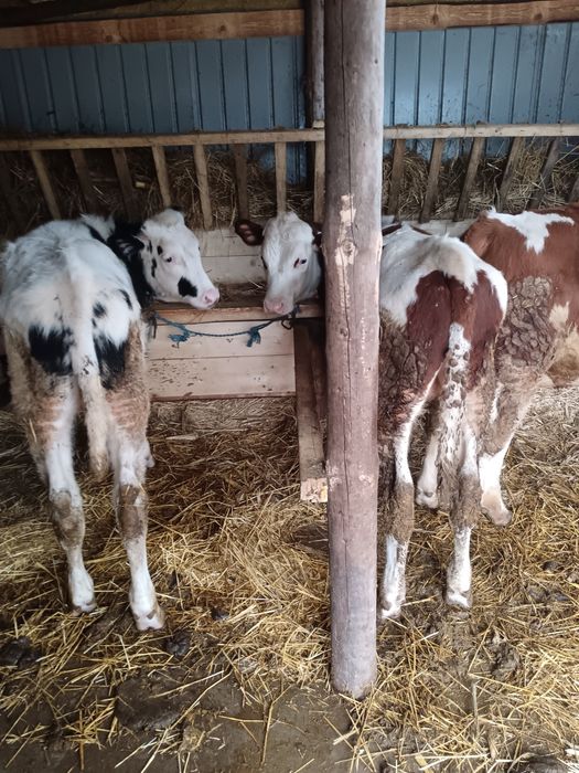 Vând trei taurasii de 5 luni pentru detalii la număr de telefon 075161