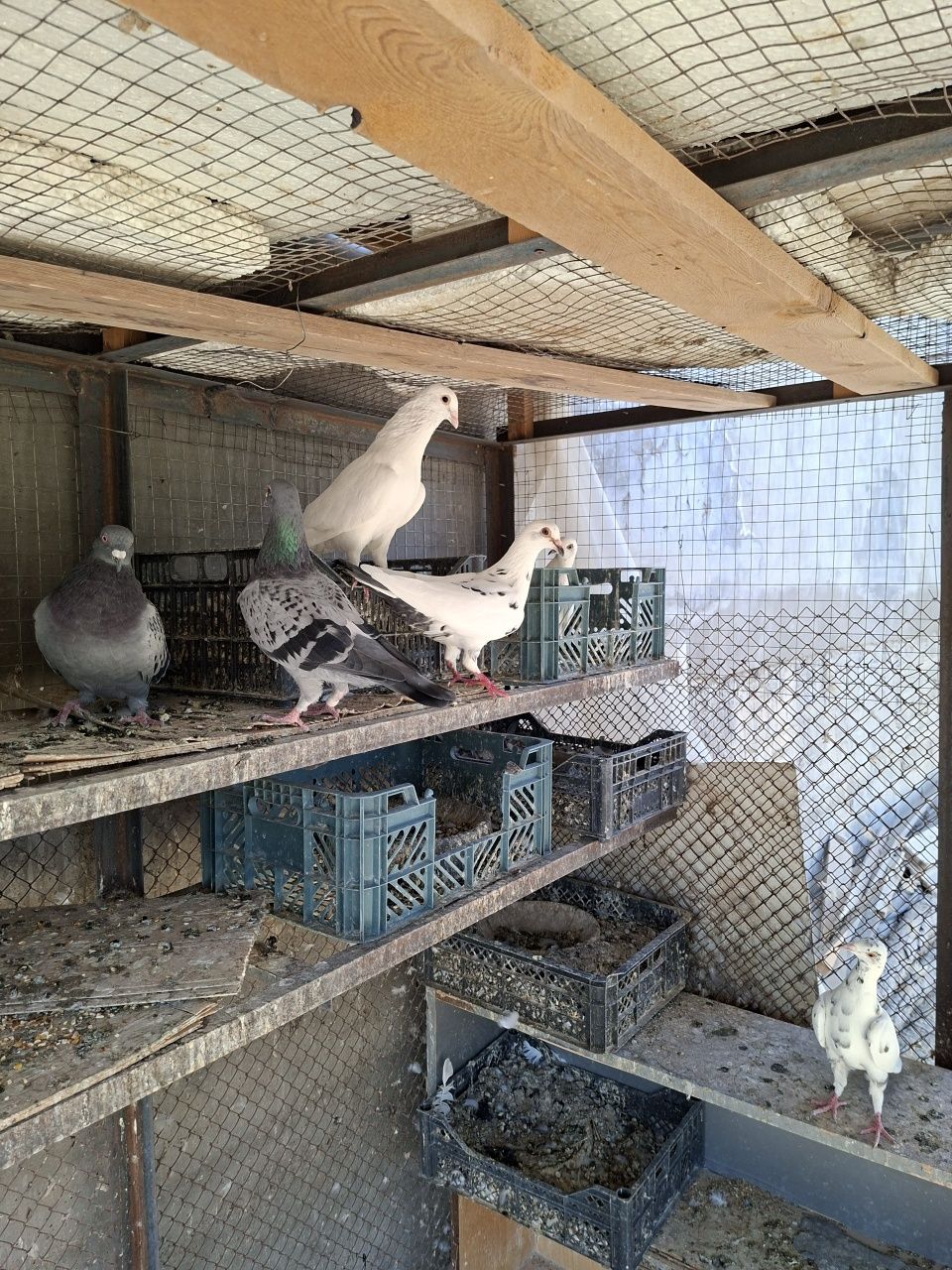 Продам Голуби Чейхский рабочий 3 пара