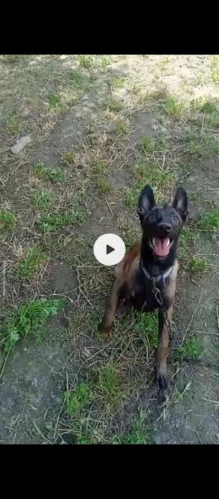 Малиня пирвазное