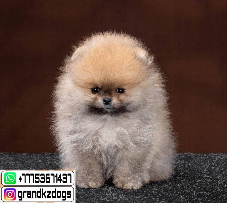 Померанский шпиц не подводит