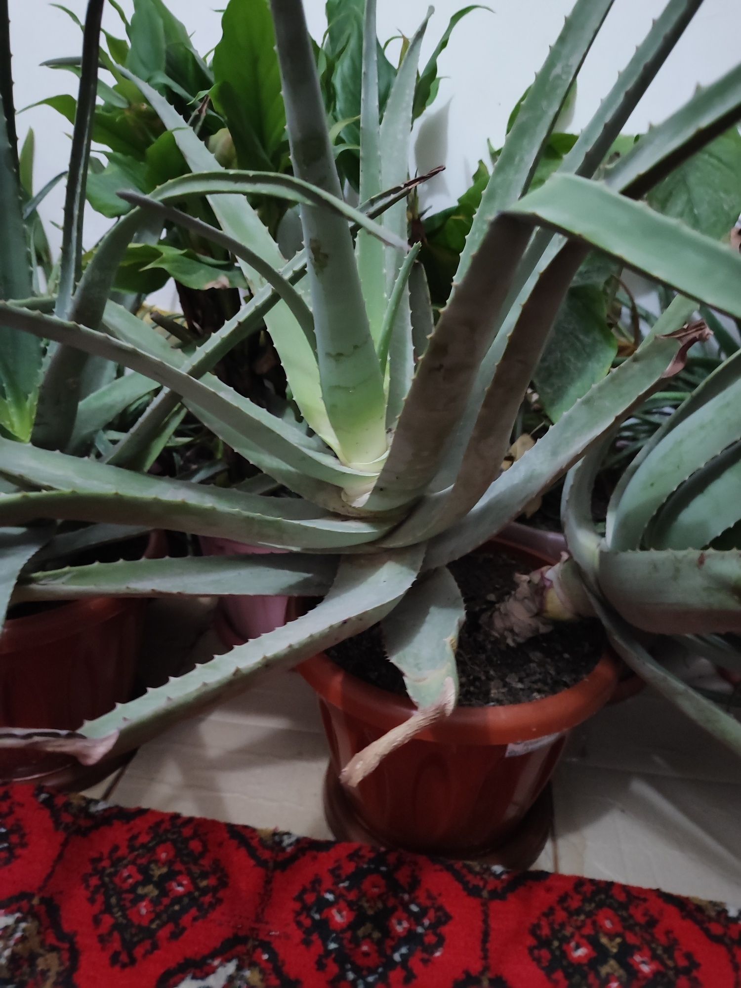 Aloe gullari sotiladi