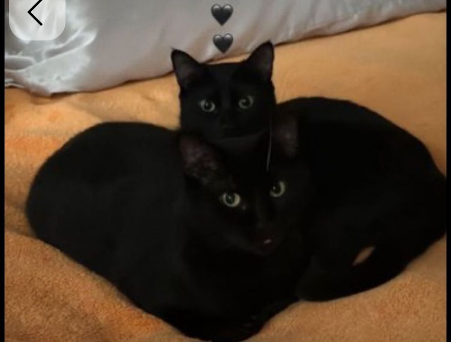 Срочна! милая чёрная  котёнка ищет дом 4месяч