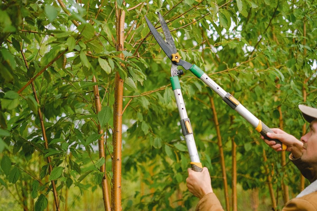 Amenajari gradini, toaletari arbori, arbusti, pomi fructiferi,