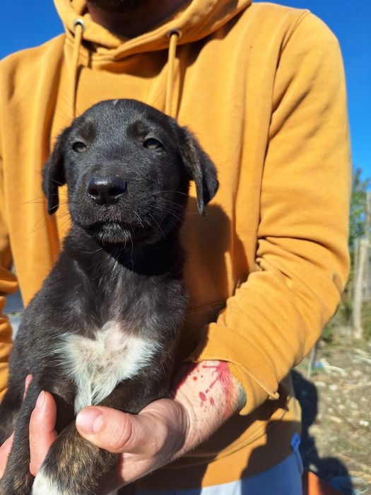 Catelusi spre adopție