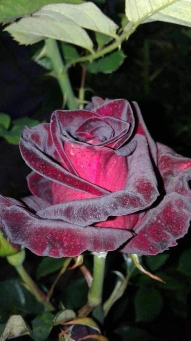 Trandafiri Tufa (Intens Parfumați).