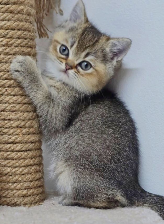 КоТик и коШечкА брИтаНскИе ТиГрЯши