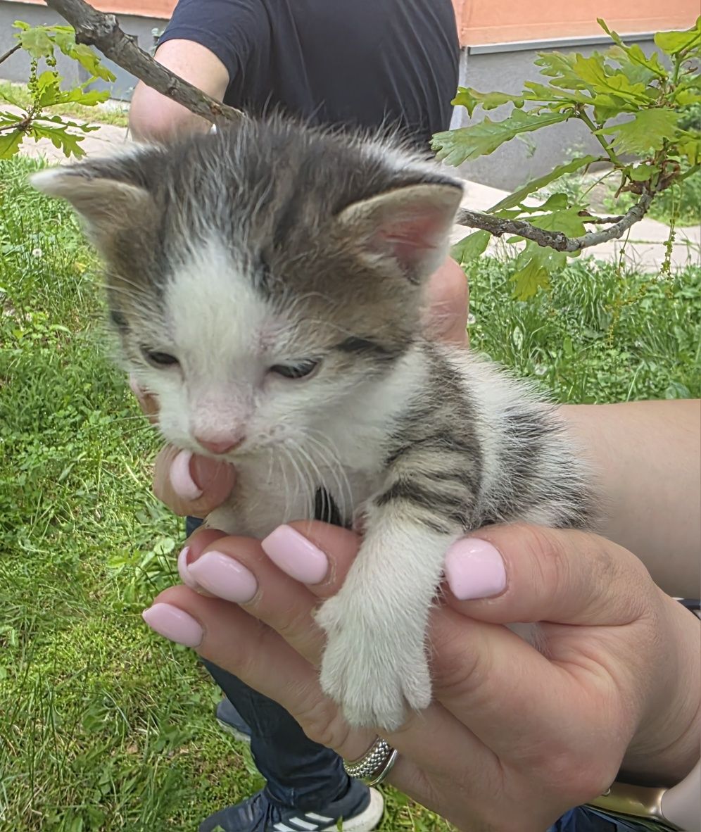 Мъжко котенце на 2 месеца