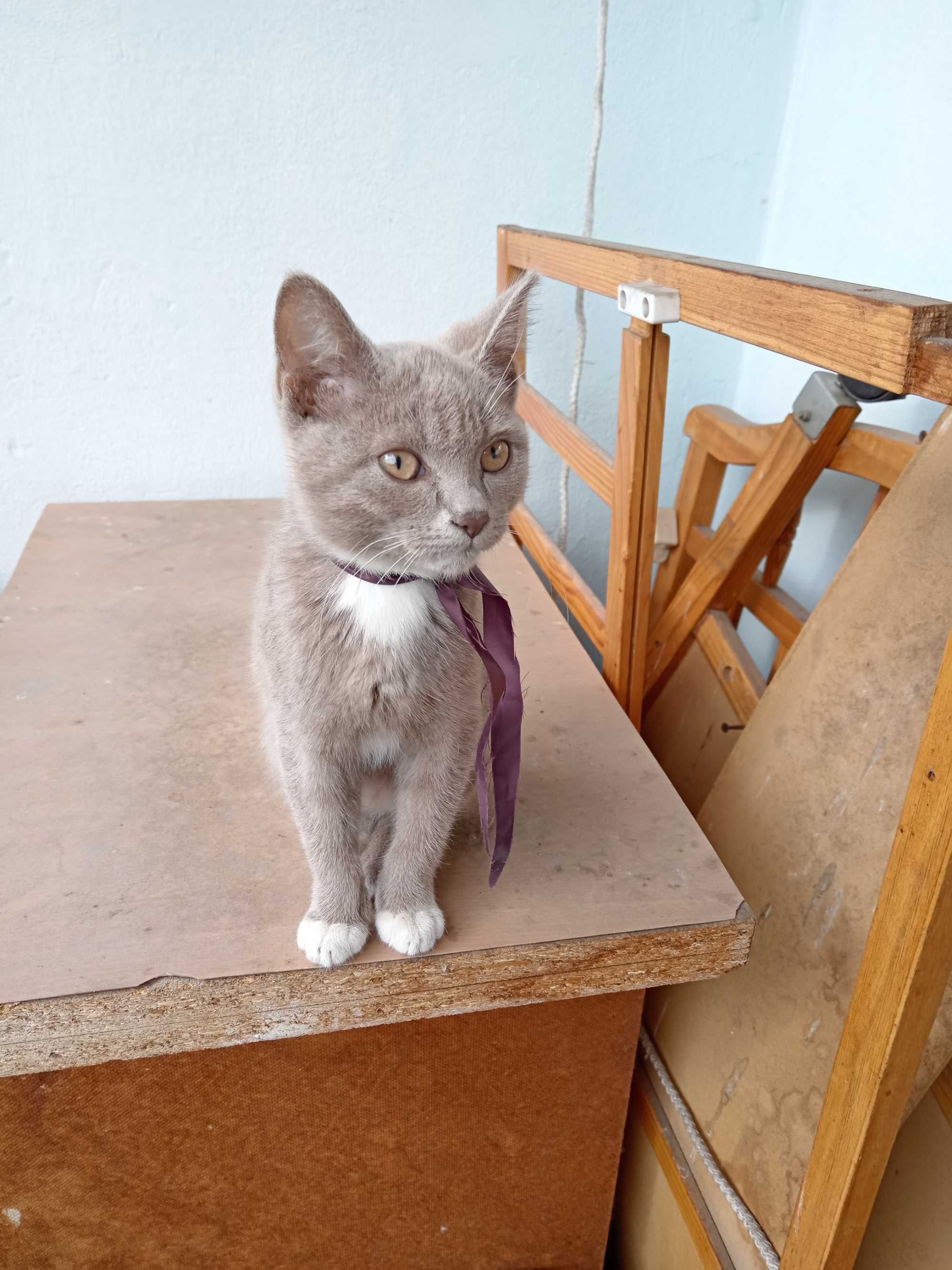 Котенок ищет дом.