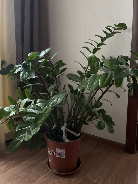 продается красивое цветы,название:доллар,очень красиво растет…………………..