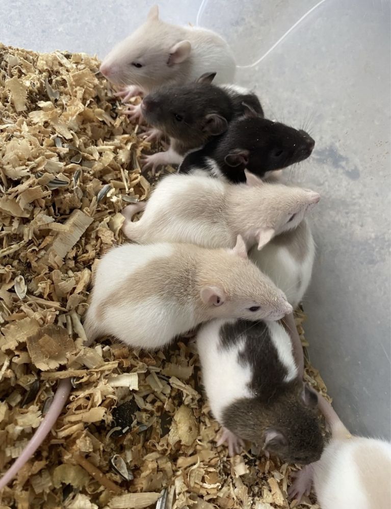 Vand sobolani dumbo de companie