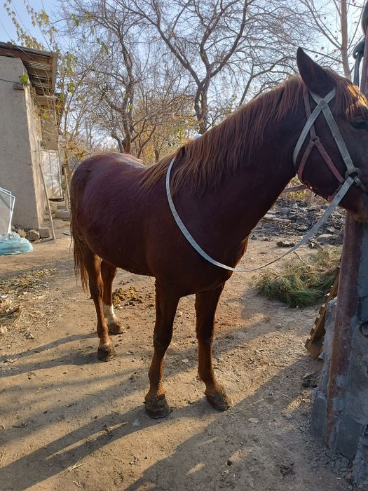 4 yosh aygʻir sotiladi