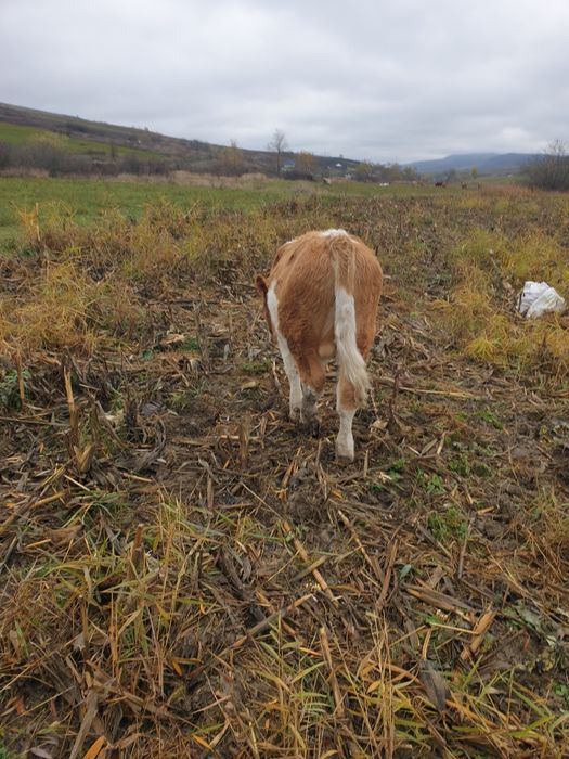 Dau taurași  si o vaca mintata în 7 luni rasa baltata romanesca în com