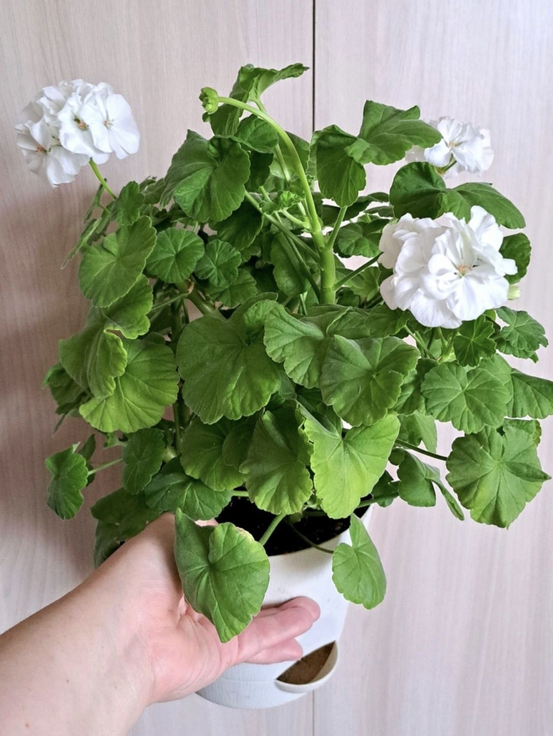 Пеларгония(герань) Альбина