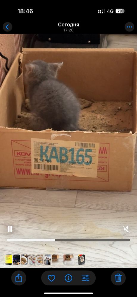 Котята продается 2мес
