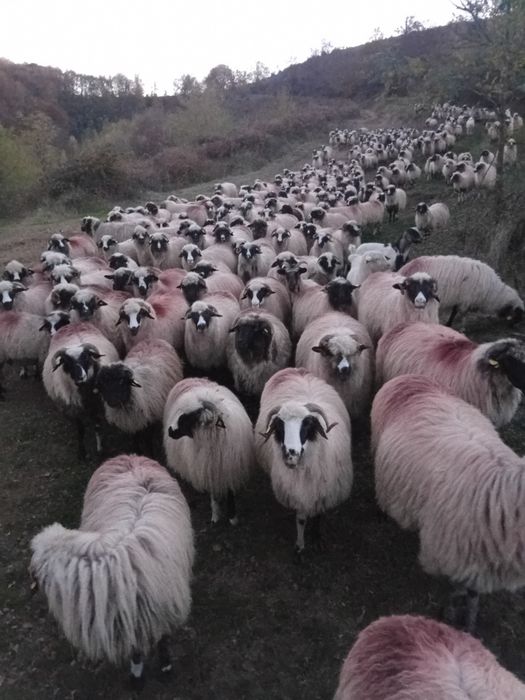 Vând oi breze, mai multe detalii la telefon