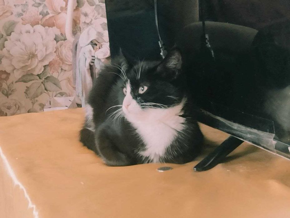 Нежная,Биколорная  мелкой породы кошечка 6 месяцев в любящие руки