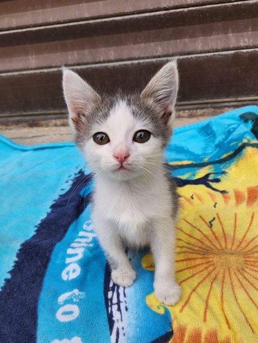 Kotyata v dobrie ruki