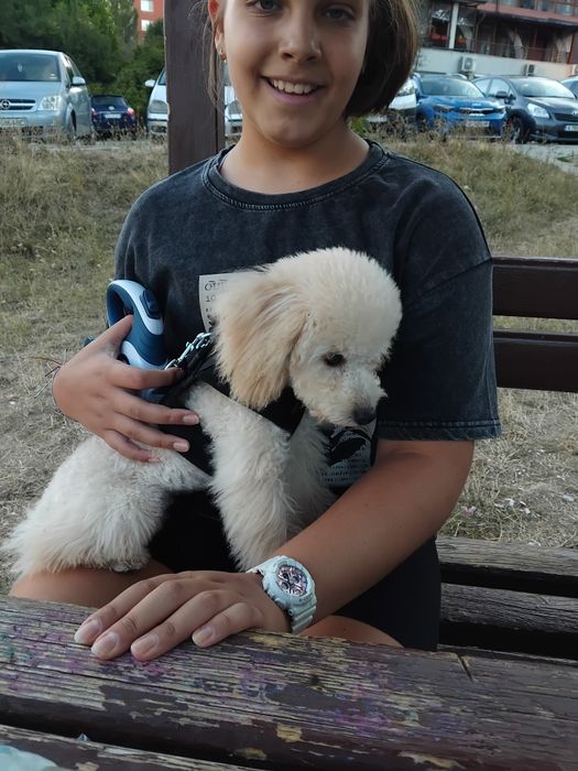 Той Пудел игрив и любвеобилен