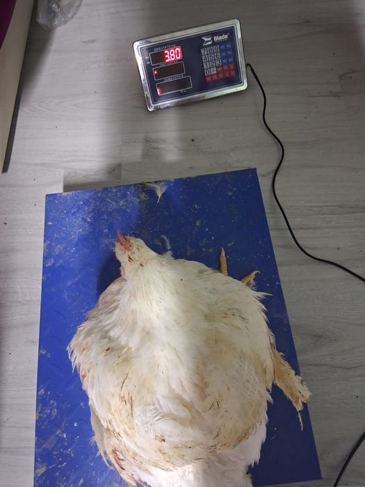 Puicuțe ouătoare și pui de carne