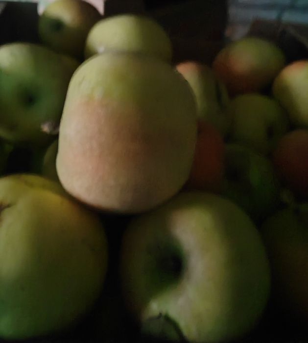 Продам яблоки дачные