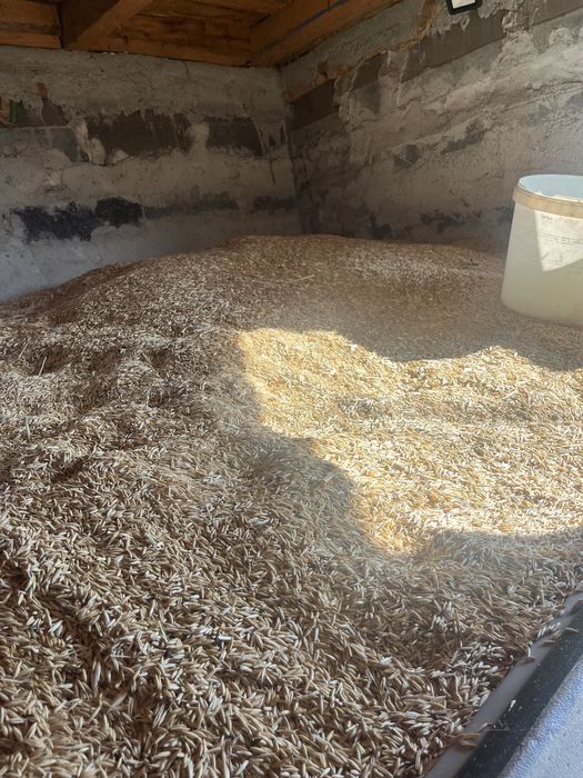 Vand ovaz de primavara