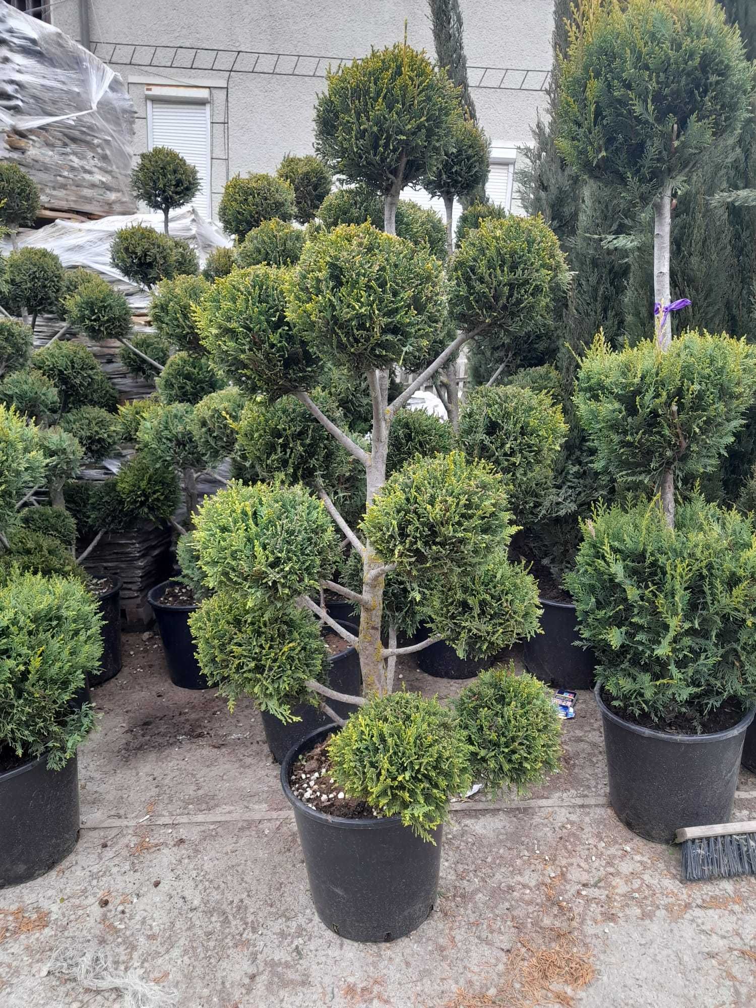 Plante ornamentale
