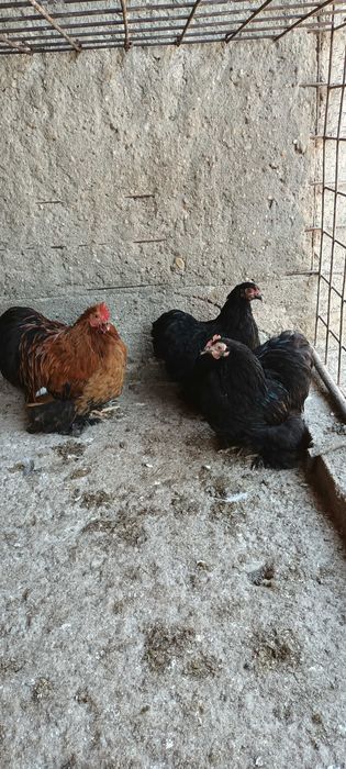 Vand gainuse pitice tinere.