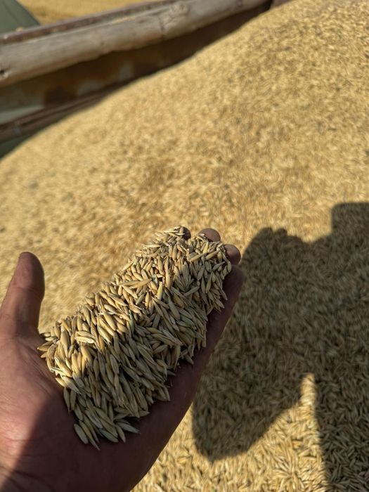 Продам овес 2025 года