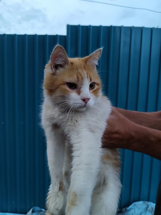 Отдам кота в хорошие руки
