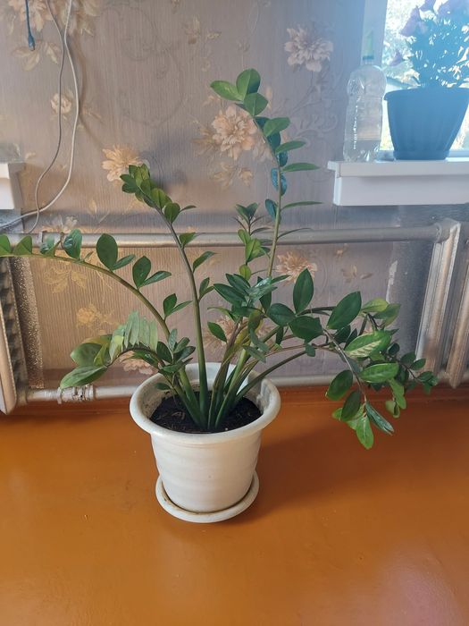 Замиокулькас- Долларовое дерево