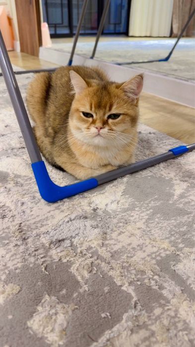 Zolotaya shinshilla ny 11