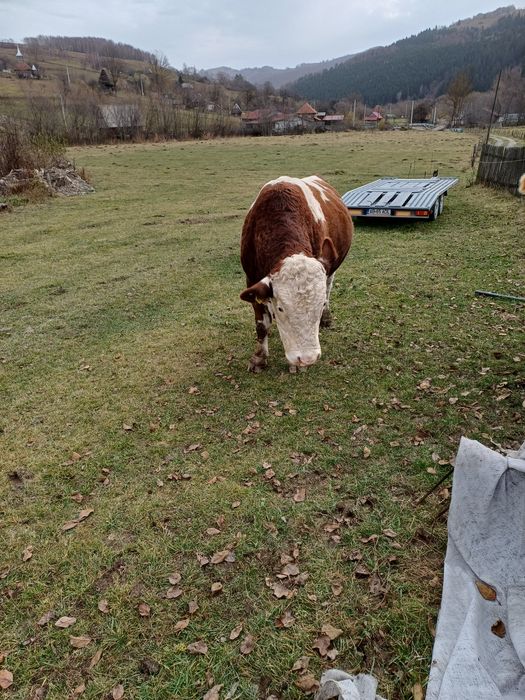 Taur bălțată românească cu certificat de origine