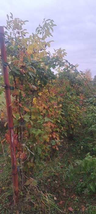 Butasi de zmeur polka si butasi de mure thornfree