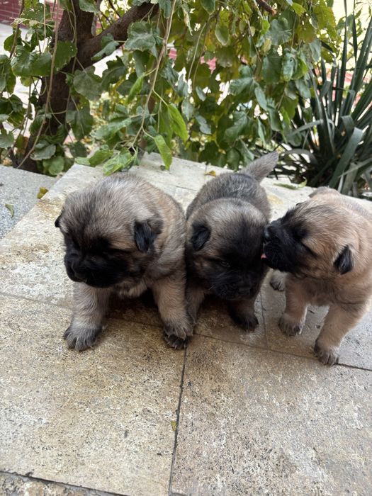 Продаются щенки здоровые 1 месяц