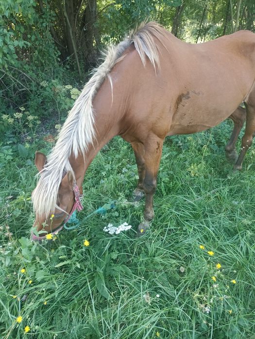 Vând 2 cai de căruță