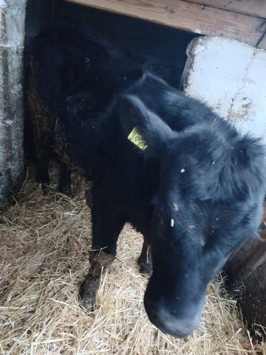 Vand un vitel si o vitea