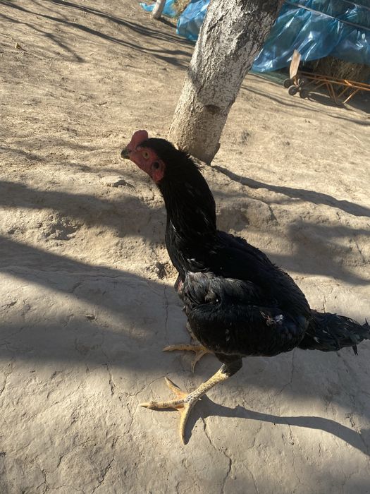 Tozza qon oshamo jujaxurozi sotiladi srochniga