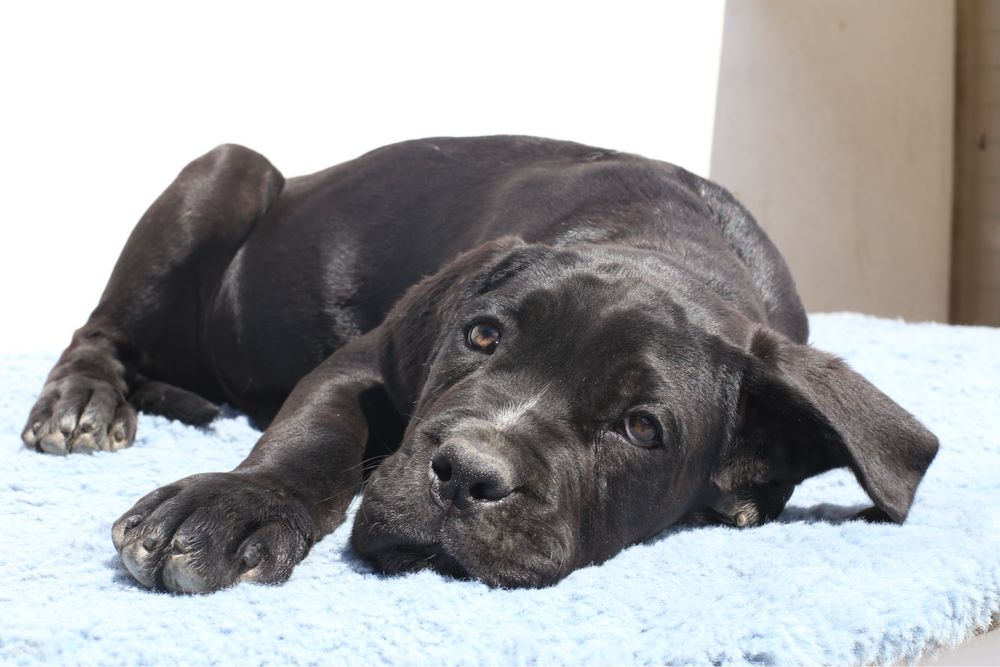 Pui Cane Corso cu pedigree FCI