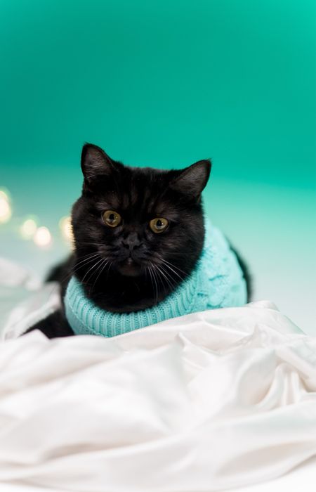 Шуба (девочка) ищет заботливого хозяина