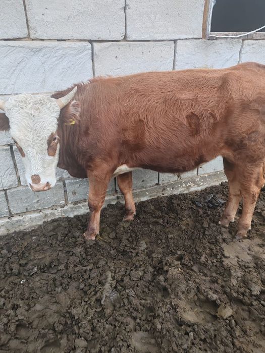 Продам бычков три головы