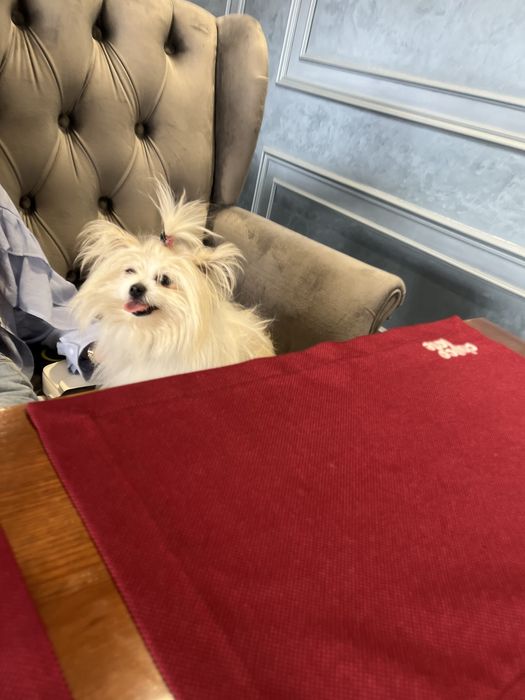 Шпиц собака продается