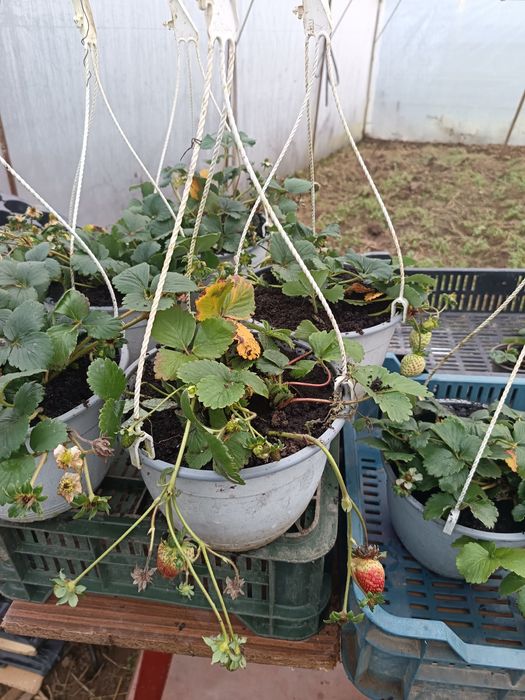 Vând căpșuni soiul Albion la ghiveci cu agatatori